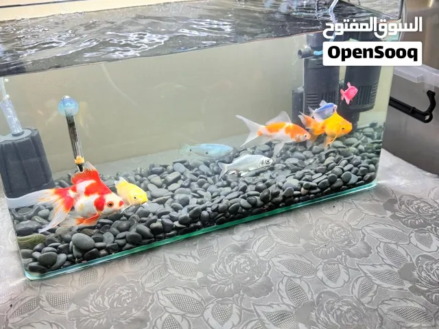 حوضين سمك للبيع