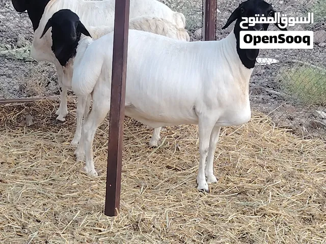 جعد صوماليات العدد ثلاث