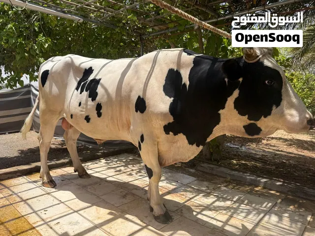 ،،، ثوووور،،،
