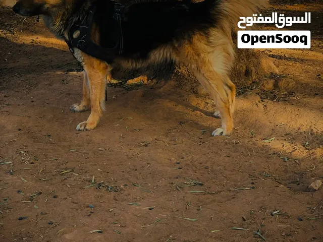 كلبه ربي يبارك شراسه تركب سياره