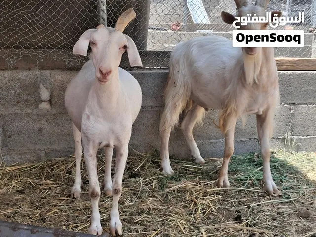 من النوادر زوج ماعز ذات القرون الطويلة