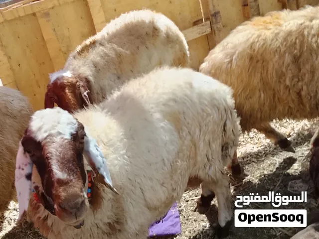 غنم اسراءيلي مع كبش 41 راس