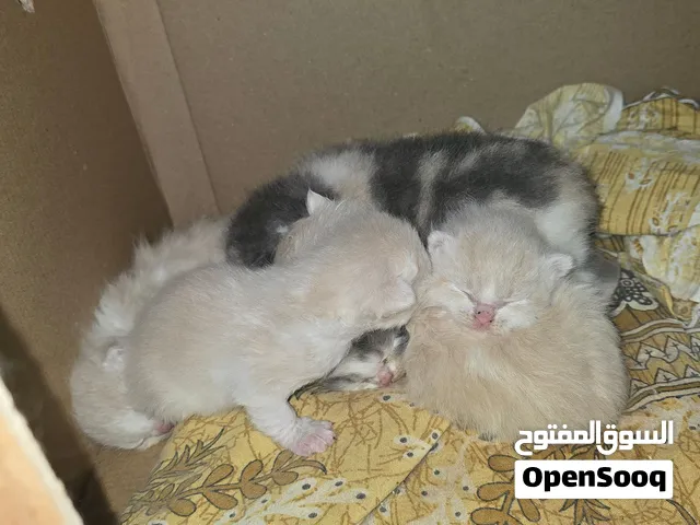 قطط شيرازي