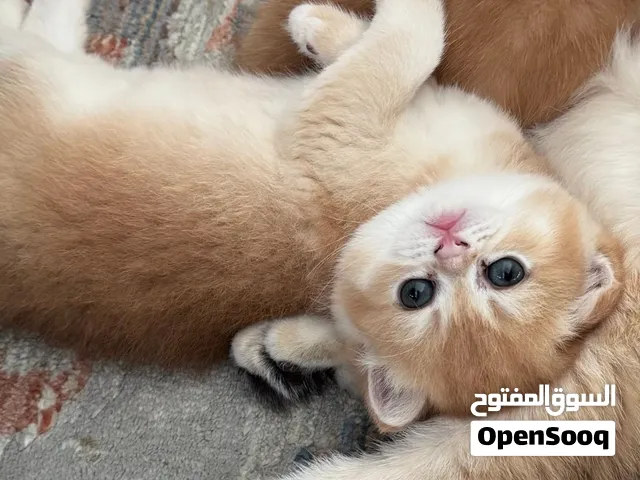Female Ny12 golden British shorthair