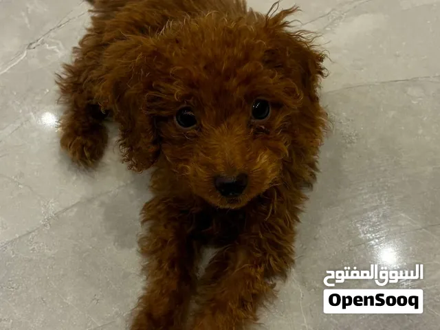 Mixed toy poodle - female