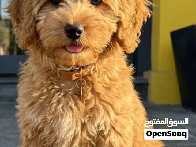 جرو جولدن دودل عمر 3 شهورgolden doodle