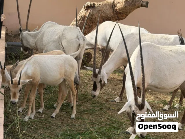 بيع زوج مها