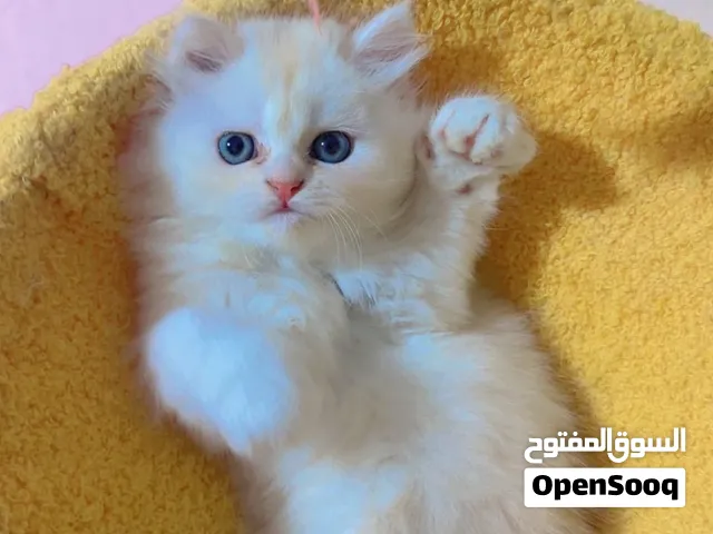 Pure Turkish angora