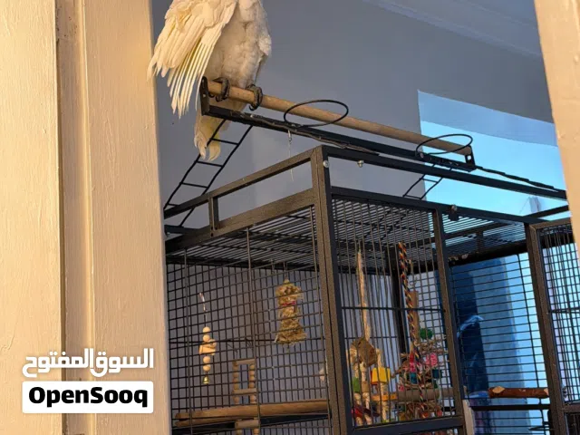 بغبغاء كوكاتو امبريلا جامبو