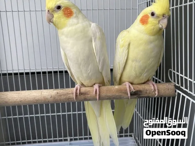 Cockatiel Pair For sale
