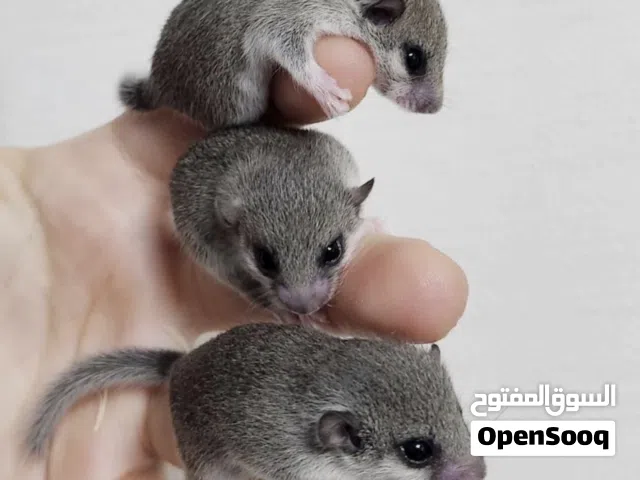 Pygmy Dormice
