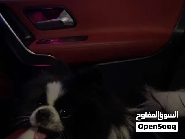 ذكر بومرينيان مستورد من روسيا -  : Male Pomeranian from Russia