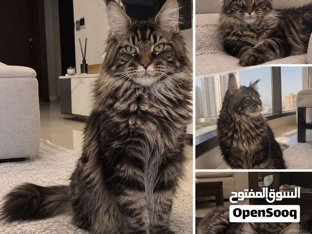 Maine coon cat/ “قط مينكون العملاق التنين