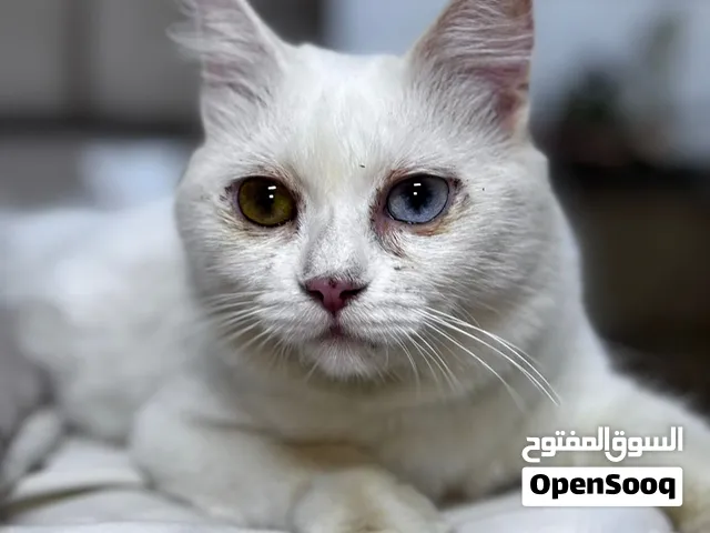 قطه من سلاله الأنغورا التركي