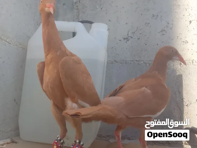جوز ملحيات الماني + فحل بغدادي