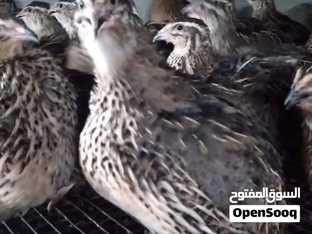 فري+ بيض فري+ فري مذبوح