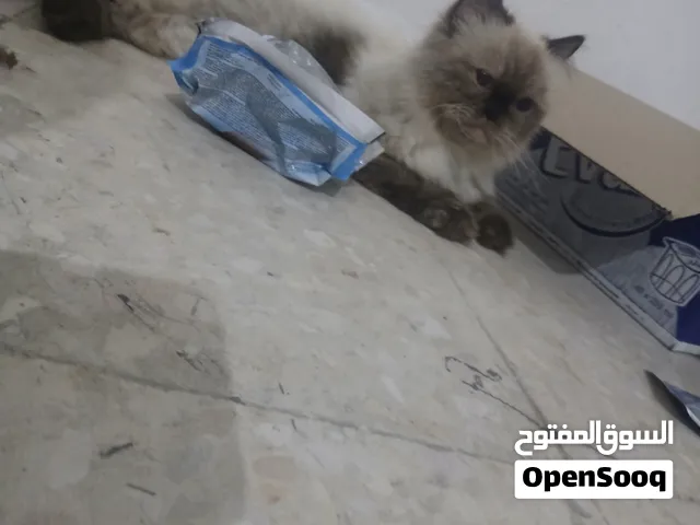 قطة للبيع أنثى هملايا العمر سنة وشهرين