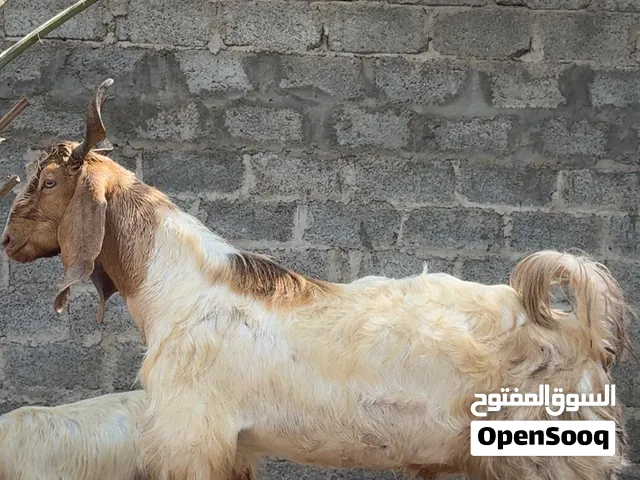 فحل باكستاني للبيع