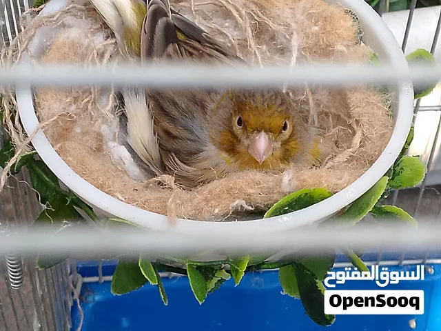 نثية كناري مبيضه بدون فحل سعرها قفل ب 20 قفل 20 قفل 20 البصره القبله حي الجامعه
