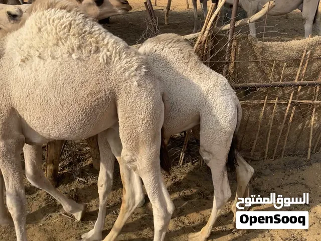 حشوعلى الحليب للبيع