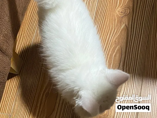 بس شيرازي مع جميع مرفقتها