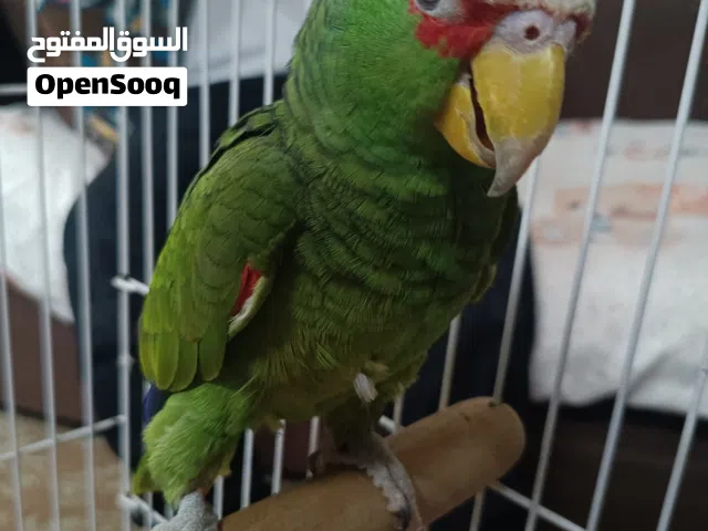 فرصة لأصحاب الذوق الرفيع امازون وايت فرونتد والمقتنيات النادرة.. تحفة طائرة تبحث عن مالكها الجديد