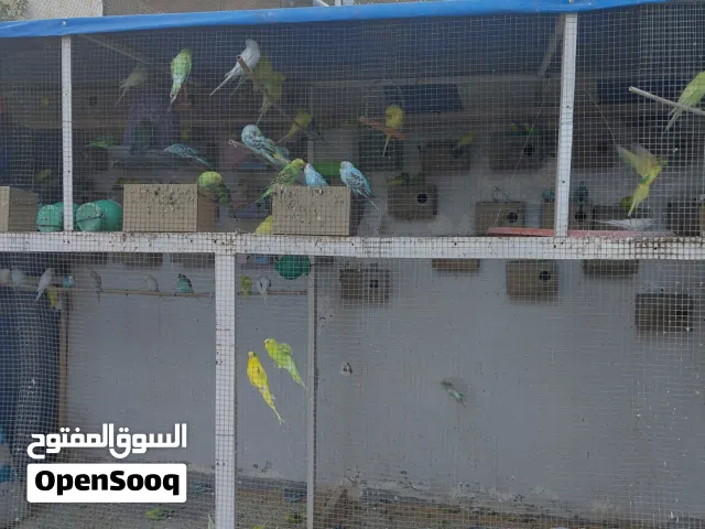عصافير الحب