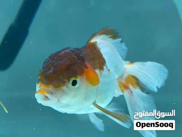 Panda Fish – Different Colors Available  سمك باندا – ألوان مختلفة متوفرة