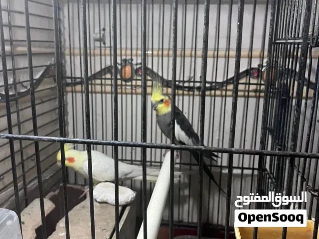 زوج كوكتيل