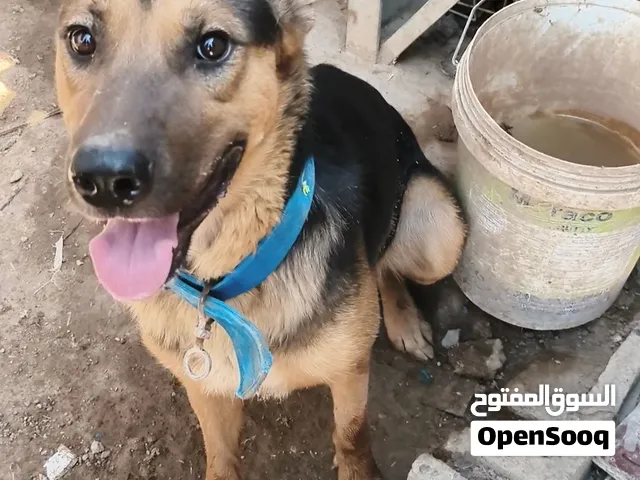 كلب بوليسي شرس