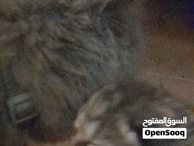 قطة للتبني واطفالها