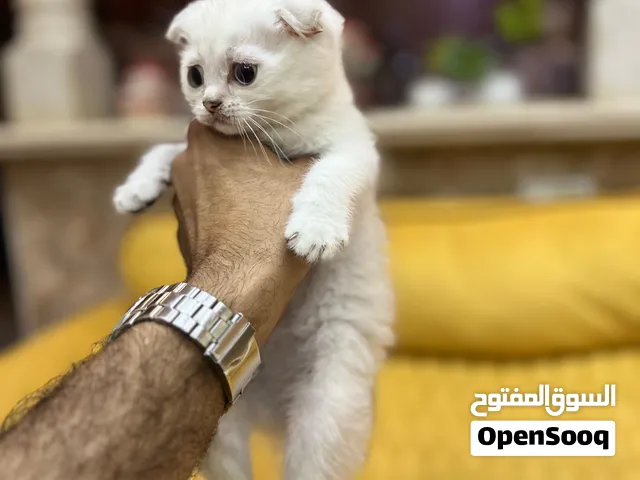 قطط سكوتش فولد و ستريت