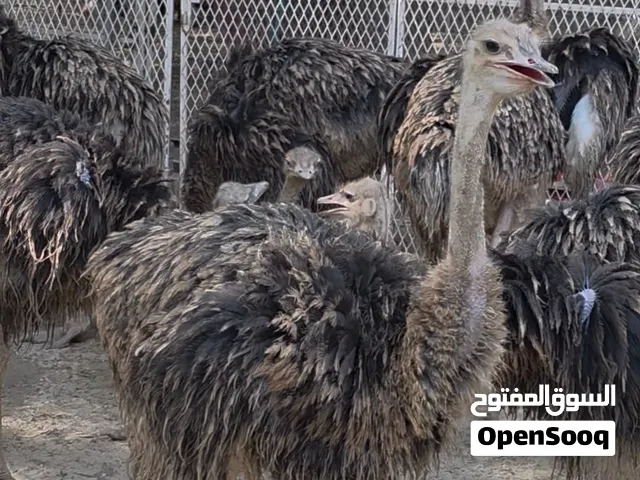 نعام أفريقي