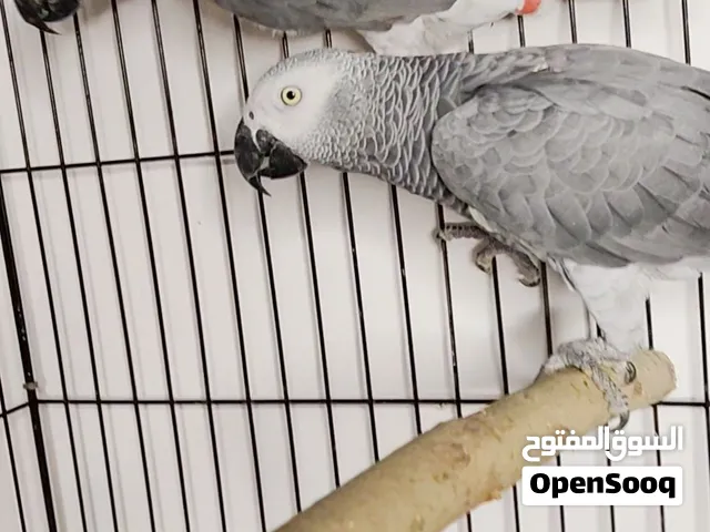 قص زنجبارى شغال عمر 7ل8 سنوات