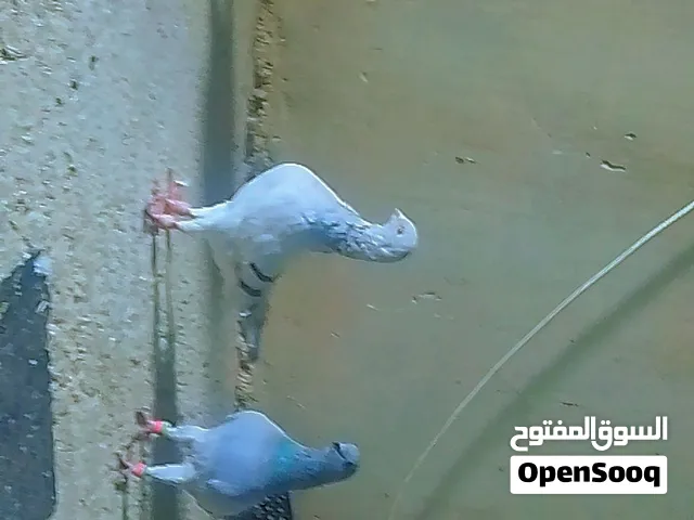 جوزين كنقات بواز