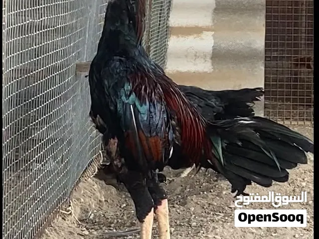 للبيع طير سندي