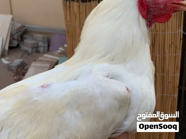 للبيع ميوالي هيرا عمره حول السنه تقريبا 11شهر