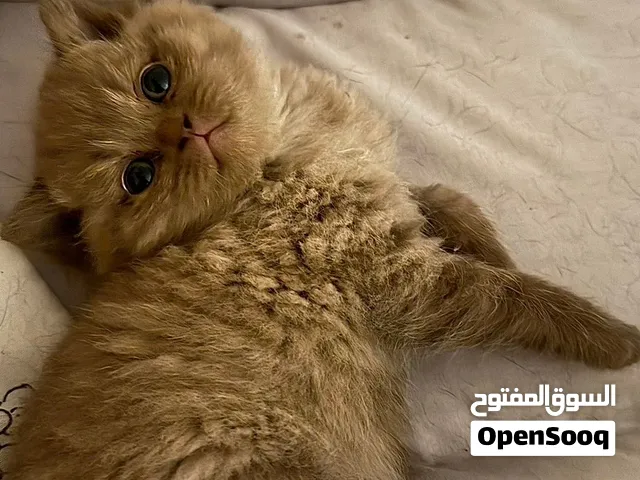 انثى برتش سينامون