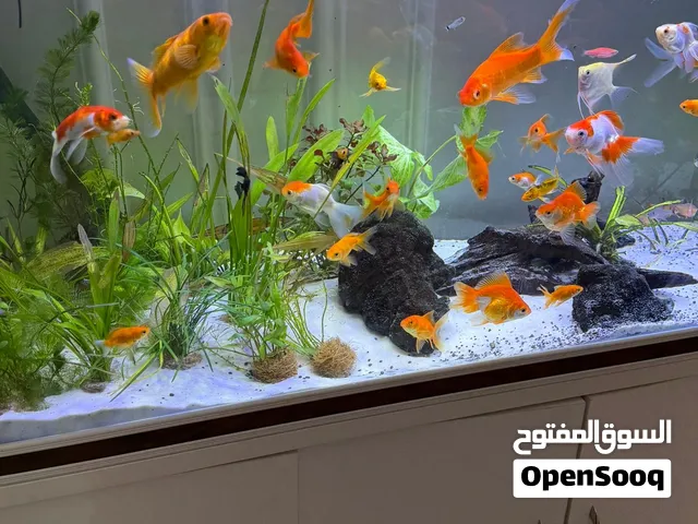 Koi and gold fish