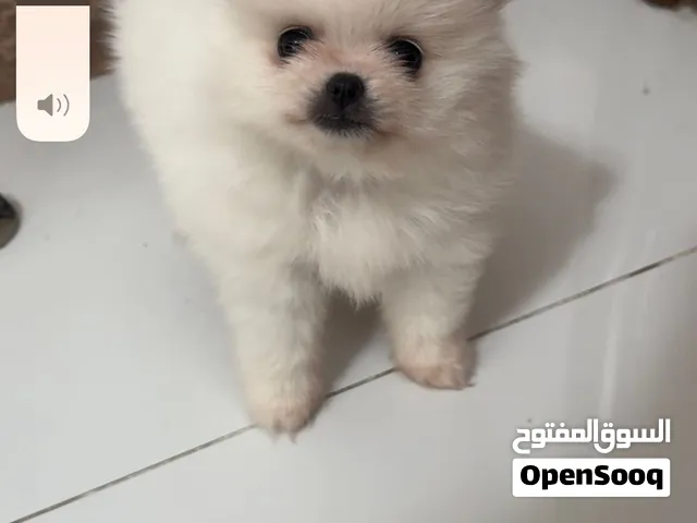 Teacup pomeranian puppy