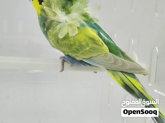 أنثى رينبو فلل للبيع