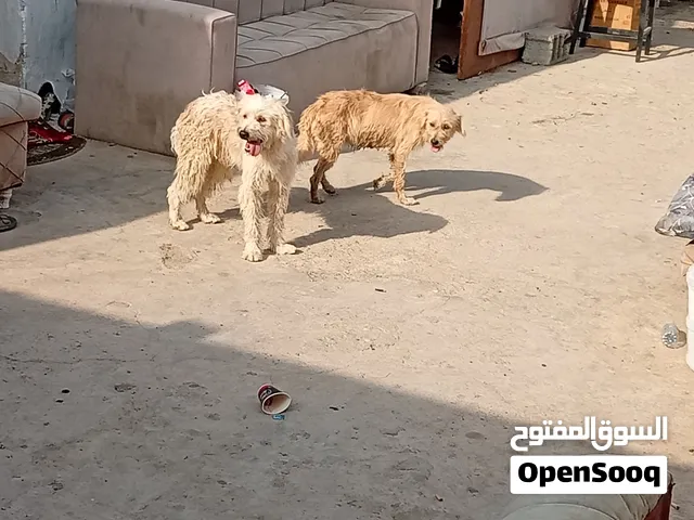 كلاب للبيع ذكر وأنثى