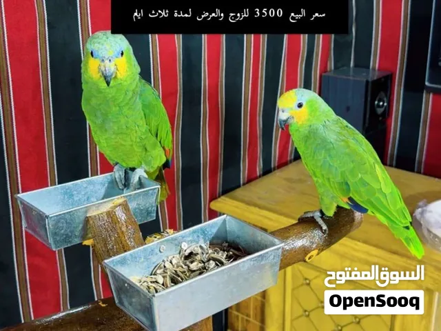 زوج امزون