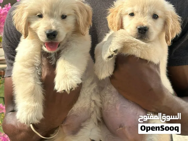 Golden retriever puppy