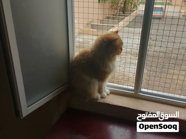 قطط شيرازيه للبيع بسعر مناسب  من أم شيرازيه وأب شيرازي  (الحياة مع قطة تجربة لا تُنسى) القطط مدربه.