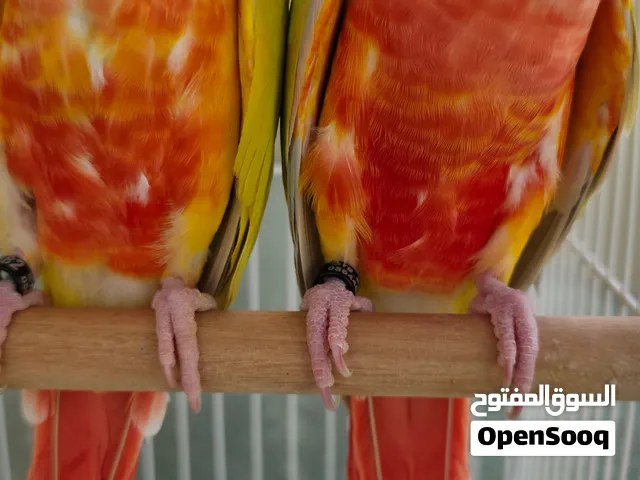 صن شيك رد فاكتور زوج محلي مع الفحص