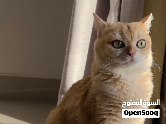 British Shorthair Pure