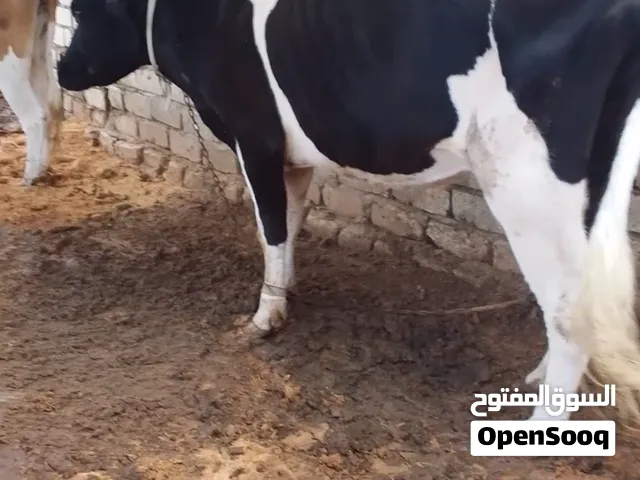 بقره للبيع حايل وتحلب
