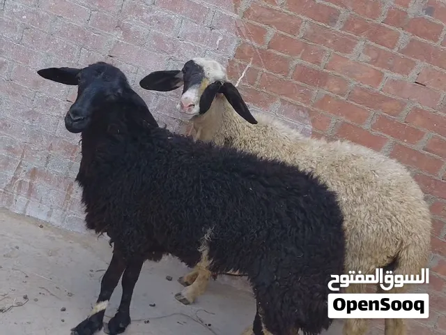 بسم الله الرحمن الرحيم  الاربعاء23/9/2026  متاح بدريتين ماشاء الله  آخر جمال غنم منظومه  خشنين واسعي