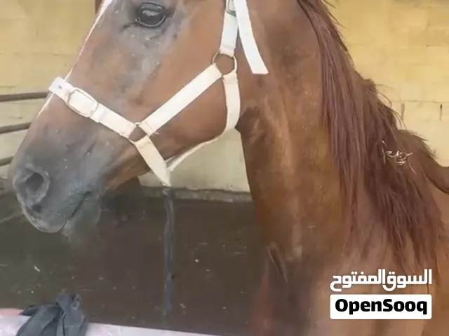 حصان عربي اصيل